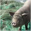 Das Schwein von Gaza : Bild Sylvain Estibal