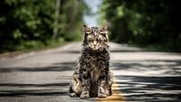 Die ersten Kritiken zu "Friedhof der Kuscheltiere": Eine der besten King-Verfilmungen aller Zeiten Die ersten Kritiken zu "Friedhof der Kuscheltiere": Eine der besten King-Verfilmungen aller Zeiten