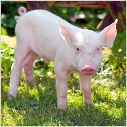 Rennschweine Rudi Rüssel Rennschweine Rudi Rüssel